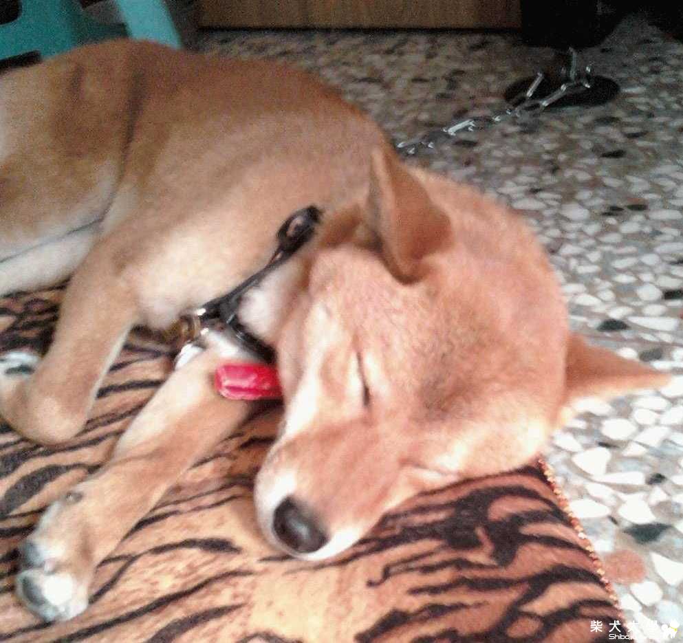 看她睡的多香甜(原發表者:Pinky麻)(相簿)