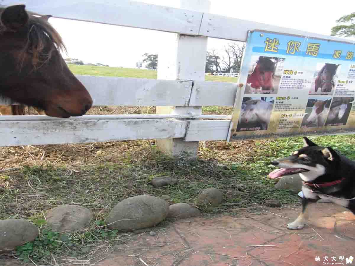 桃園大溪花海農場(原發表者:hachu)(相簿)