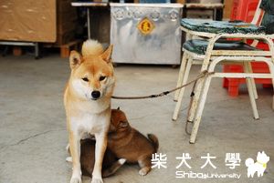 旺旺布丁之三小寶一個月大啦(原發表者:旺旺&布丁麻)(相簿)