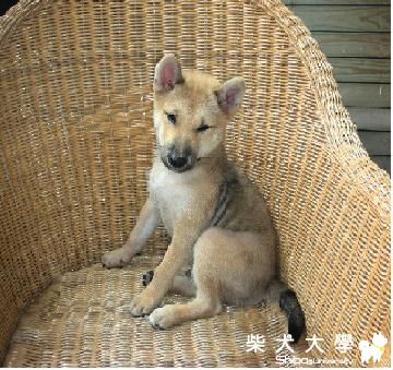 醜小鴨變天鵝!!(原發表者:q495140647)(相簿)