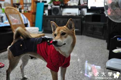 襪丸嚕嚕來拜年~(原發表者:肉丸麻)(相簿)