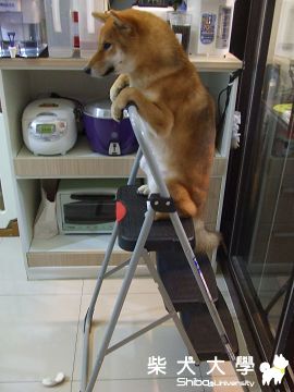 壞壞就是要罰站！(原發表者:Fighter爸)(相簿)