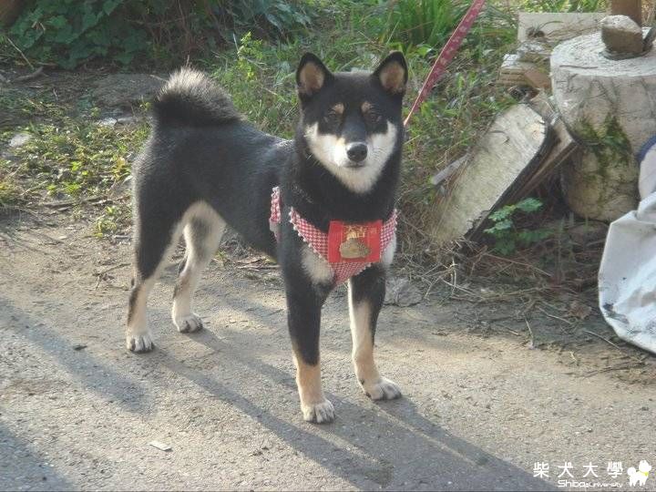 我很帥,可是...(原發表者:babycat_tw)(相簿)