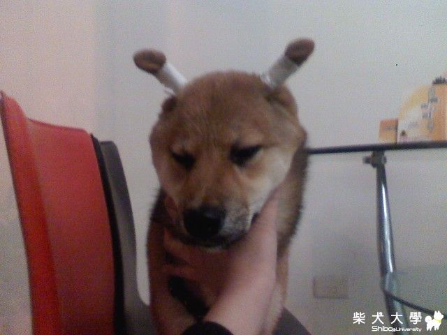 立耳計畫(原發表者:YUKO麻)(相簿)