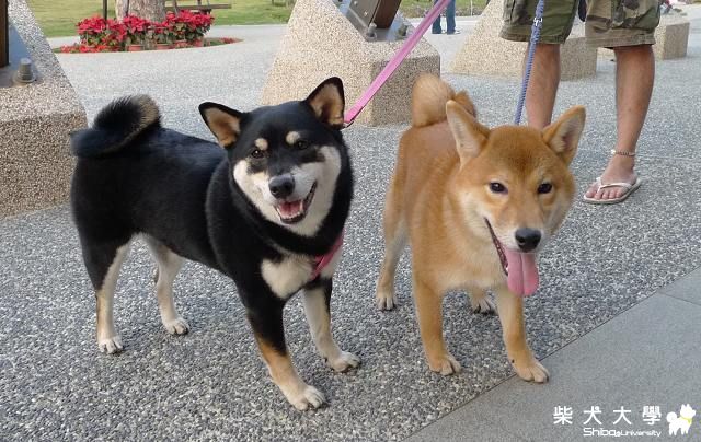 摩卡與海匠的小約會(原發表者:摩卡媽咪)(相簿)