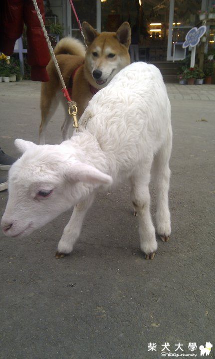 秋秋之親近小羊(原發表者:阿秋爸)(相簿)