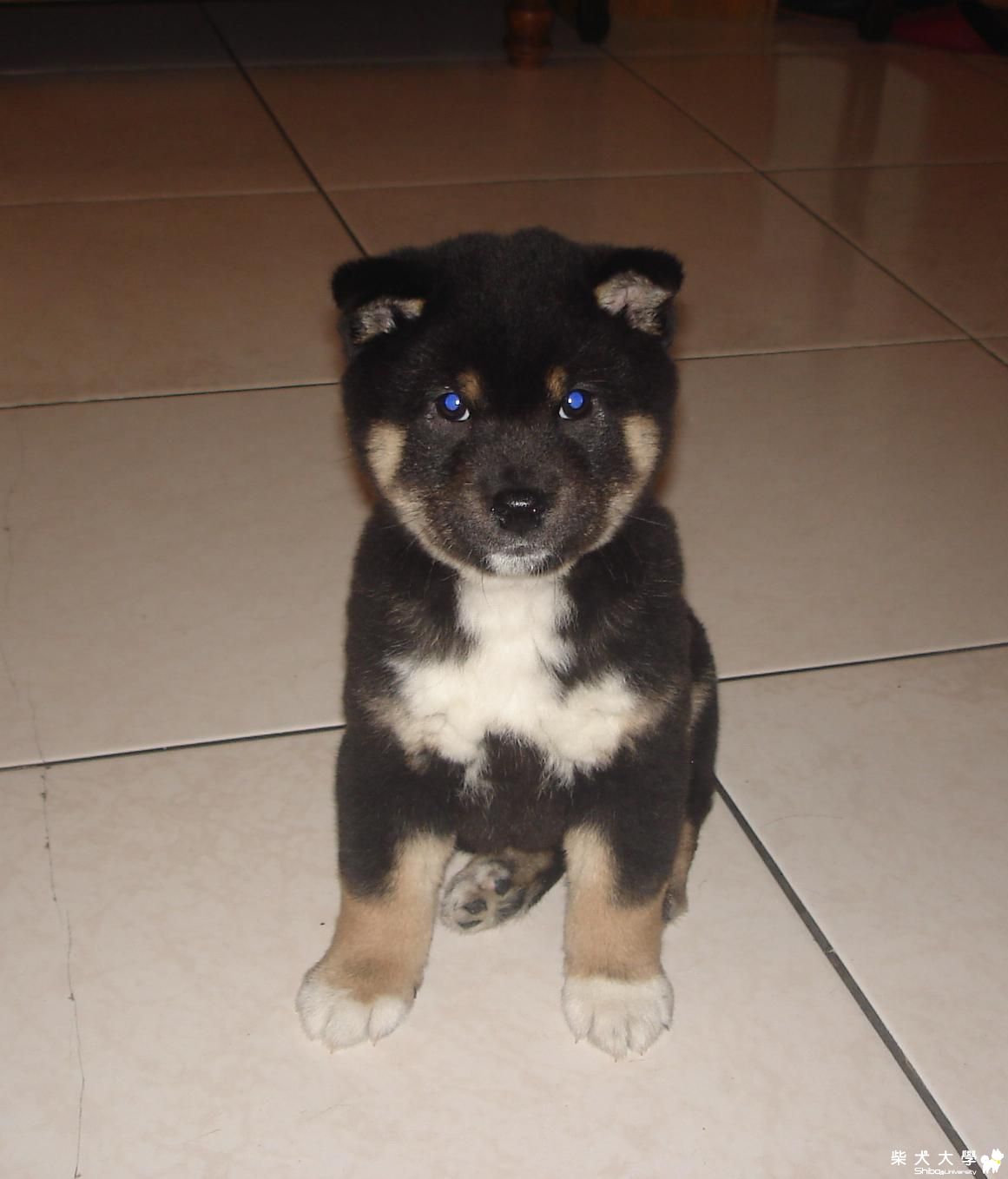 貪財 第一次露面囉!  希望大家喜歡(原發表者:how790506)(相簿)