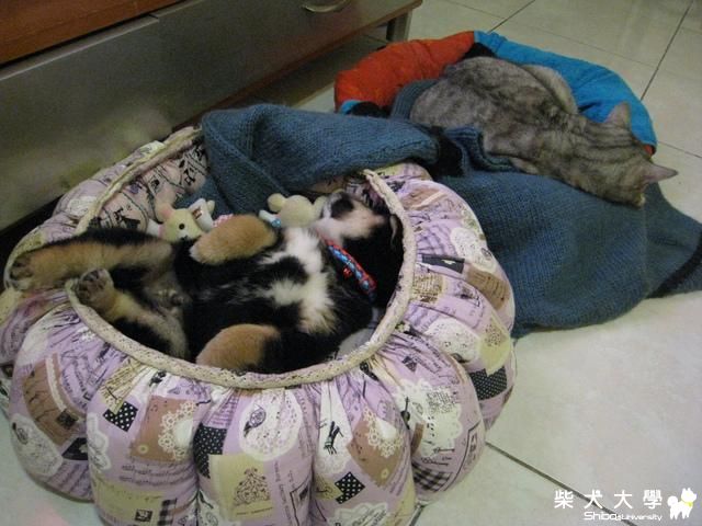 我家的天使與惡魔(原發表者:普喜將)(相簿)