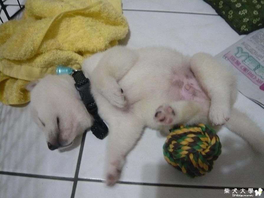 睡的好安穩~(原發表者:摳媽)(相簿)