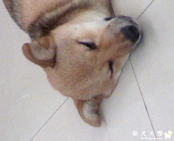 yuko的生活及朋友(原發表者:YUKO麻)(相簿)