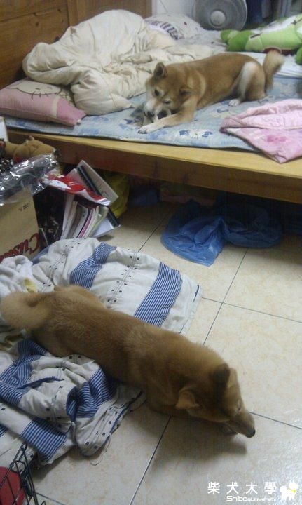 兩個甜甜圈鬼(原發表者:阿秋爸)(相簿)