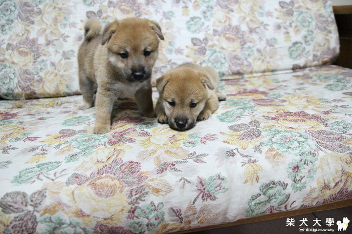 COOKIE醬   1~6個月成長過程!!(原發表者:Cookie小爸)(相簿)