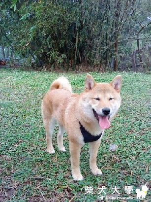 小豆皮來報體重囉!(原發表者:豆皮媽)(相簿)