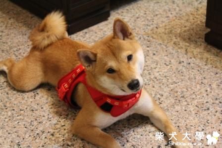 吃麻糬加米漿~讓你的胃不舒服!!(原發表者:洪麻糬)(相簿)