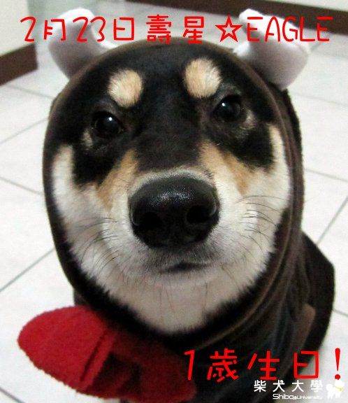 今天~2月23日EAGLE的大日子!!(補新圖)(原發表者:Eagle姊)(相簿)