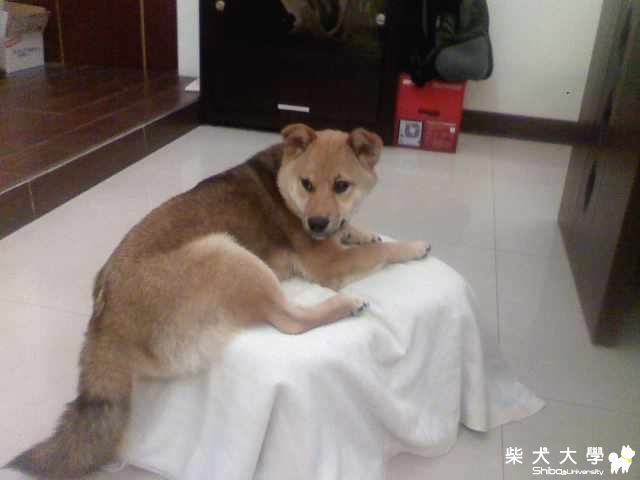 看我為你做的床(原發表者:YUKO麻)(相簿)