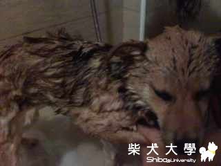 洗洗澡囉(原發表者:YUKO麻)(影片)