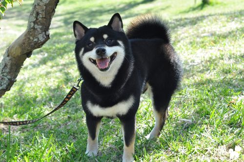 豆堵的新年(原發表者:豆堵麻)(相簿)