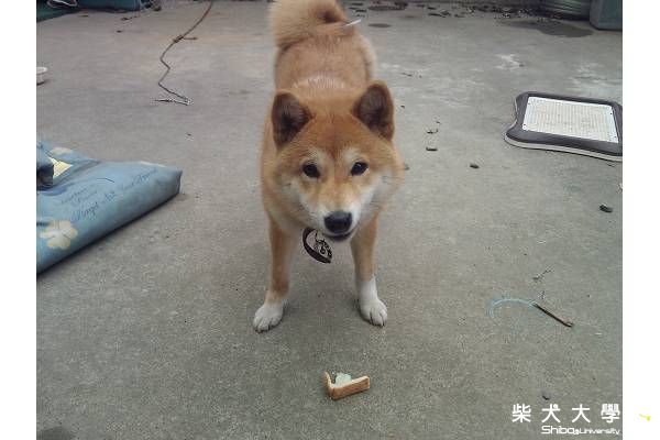 HOYA近照(原發表者:HOYA拔)(相簿)