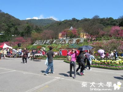 小寶去陽明山花季+擎天崗(原發表者:阿寶)(相簿)