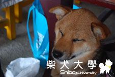 南部大型相揪(yuko家篇)(原發表者:YUKO麻)(相簿)