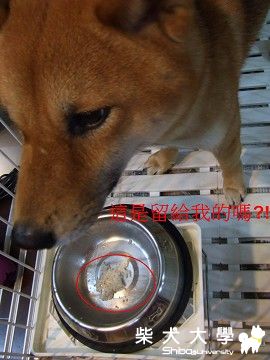 Fighter真是個孝順的孩子～(原發表者:Fighter爸)(相簿)