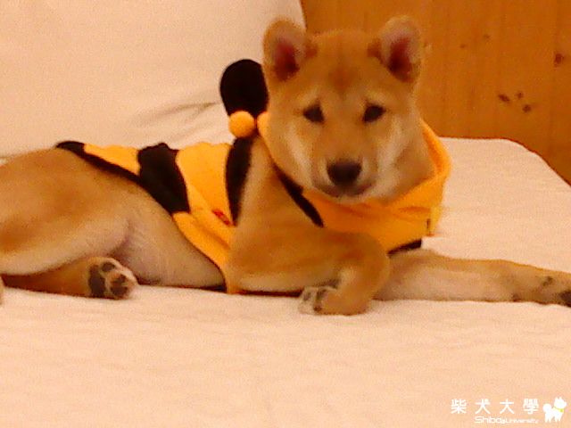 小豆皮你看的到嗎?(原發表者:豆皮媽)(相簿)