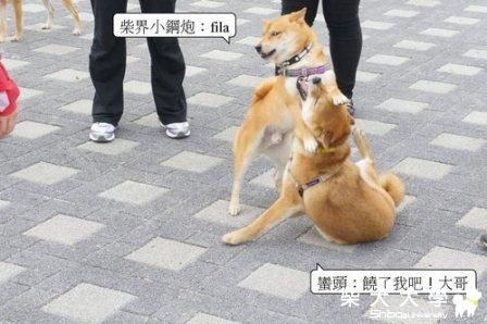 桃園寵物公園聚會(原發表者:皮蛋)(相簿)