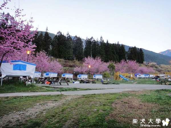 2011米魯米奇DuDu武陵露營賞櫻花(原發表者:米魯麻)(相簿)