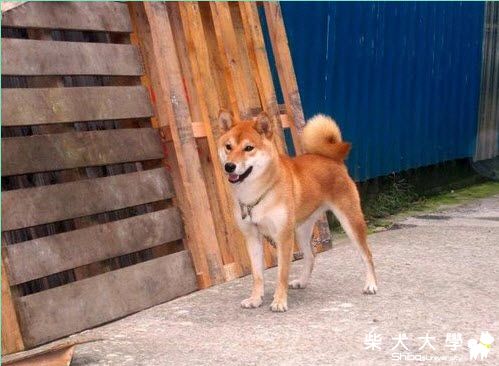 我家新成員 風破天 取名為漢堡(原發表者:天生神準)(相簿)