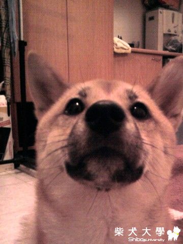 驚!!  hikki  3/3 終於一歲了！(原發表者:sback)(相簿)