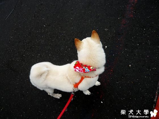 來去陽明山遠足(原發表者:摳媽)(相簿)