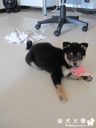 搞怪的((草莓))(原發表者:草莓)(相簿)