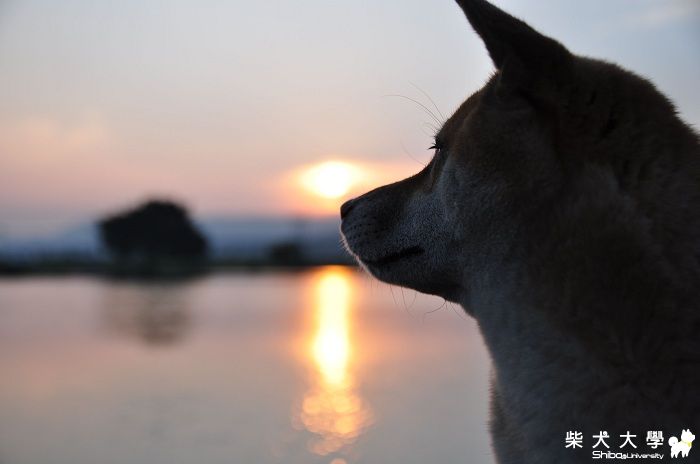 看海想鴿的日子...(原發表者:丸拔)(相簿)