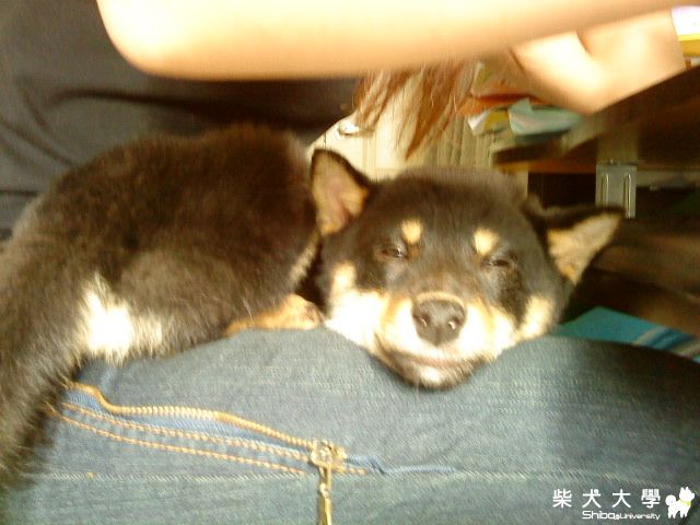 像貓一樣~(原發表者:阿助)(相簿)