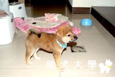 yuko成長日記(原發表者:YUKO麻)(相簿)