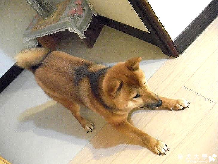 門後面的"風情萬種" XD(原發表者:MEKI麻)(相簿)