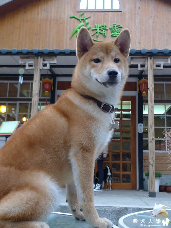 摩卡海匠家的花精靈占卜(原發表者:摩卡媽咪)(綜合討論)