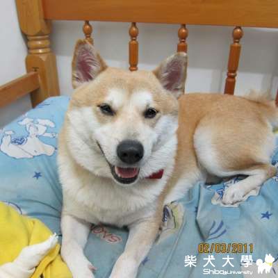 外出時請一定不要放開牽繩！(原發表者:rolex0201)(綜合討論)