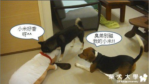 QQ & DiDi 生活雜記(原發表者:黑寶哥)(相簿)