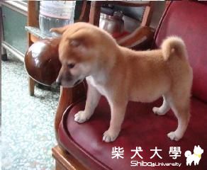 小boy 餅乾 試po(原發表者:mask508)(相簿)