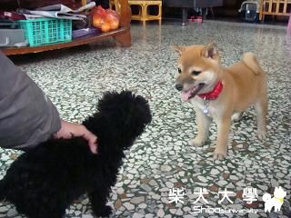 cookie與mini的決鬥!!!(原發表者:mask508)(相簿)