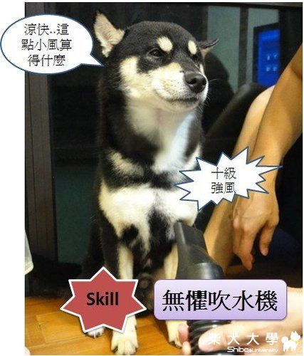 我家DiDi技能(原發表者:黑寶哥)(相簿)