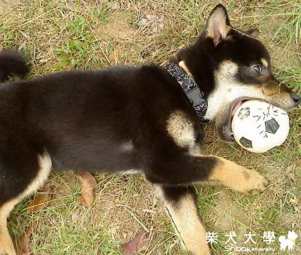 遇到熊!!!!(原發表者:阿助)(相簿)