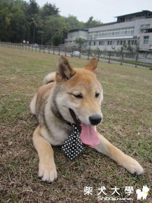 Domo遊玩記(原發表者:Domo將)(相簿)