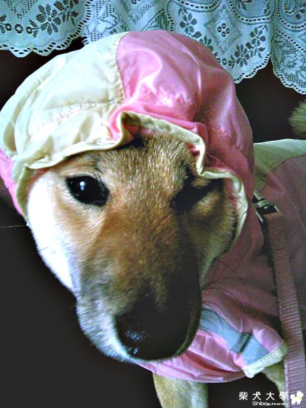 採茶大嬸(原發表者:MEKI麻)(相簿)