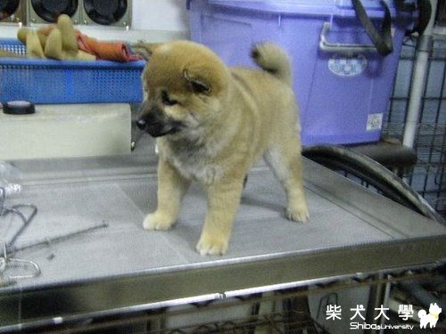 小母柴帶回來了 暫時取名為多多(原發表者:天生神準)(相簿)