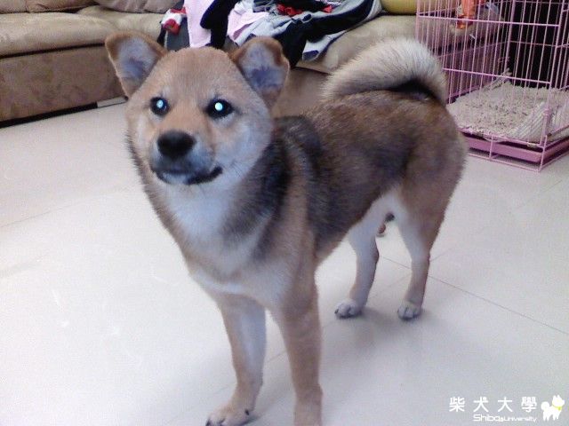 毛色問題(原發表者:YUKO麻)(環境管理)