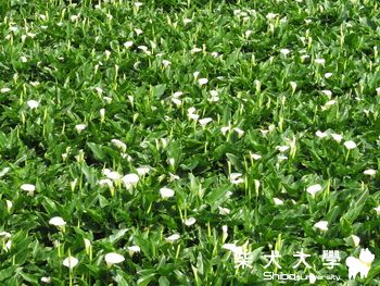 小寶去竹子湖海芋季~~(原發表者:阿寶)(相簿)