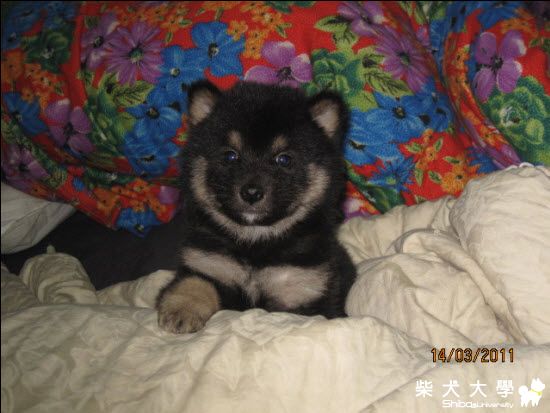 超可愛的小黑柴 暫時在我家借住(原發表者:天生神準)(相簿)